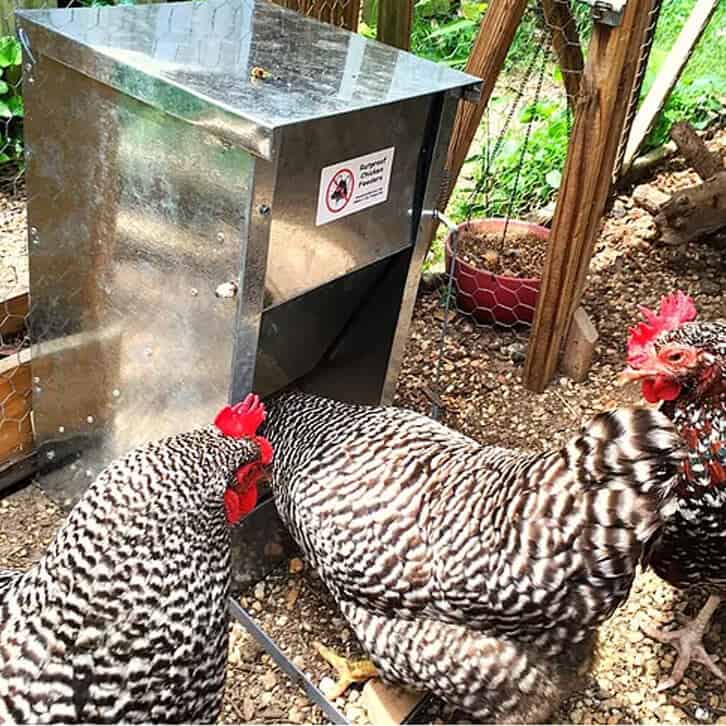 Chicken shop feeder treadle