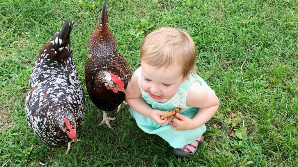 Chickens and kids