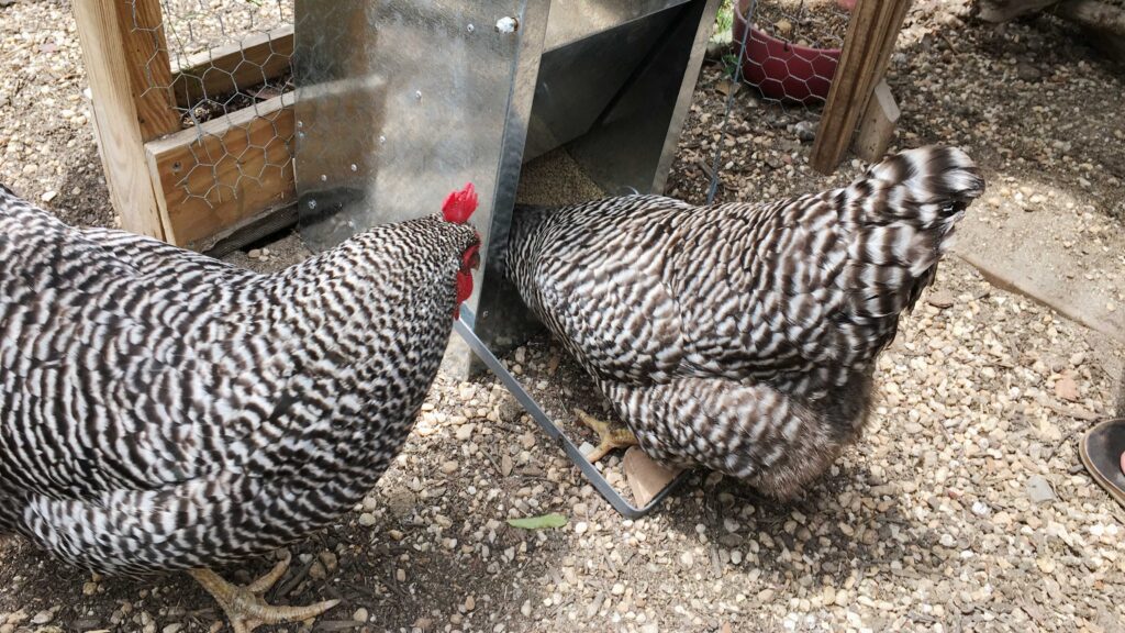 Chicken Feeder